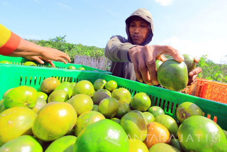 Panen Buah Jeruk