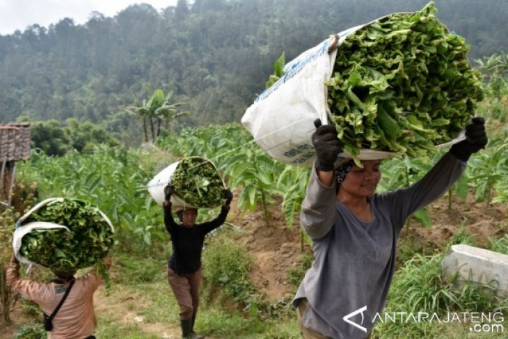 KEBUTUHAN TEMBAKAU NASIONAL