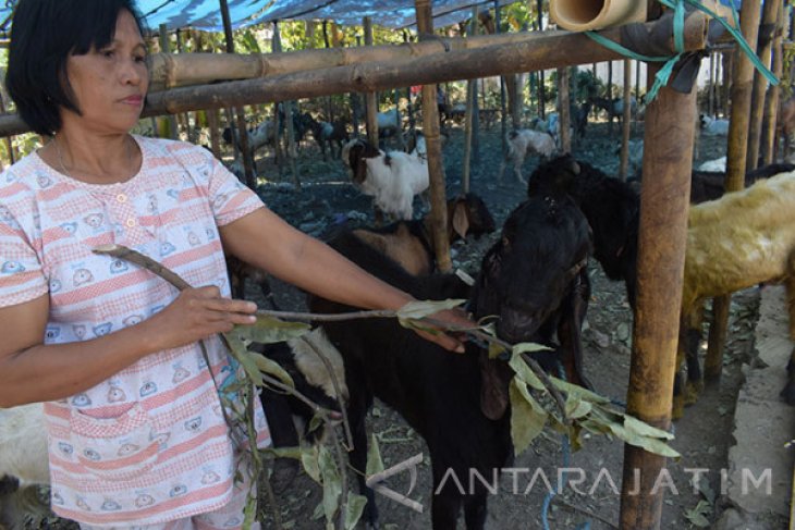 Penjual Musiman Kambing Kurban