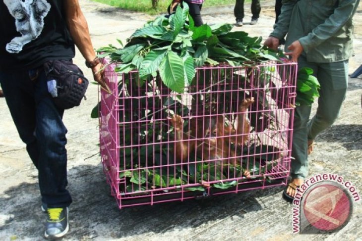 Penggagalan Perdagangan Orangutan