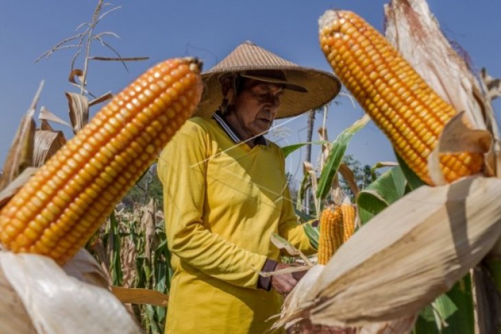 PANEN JAGUNG