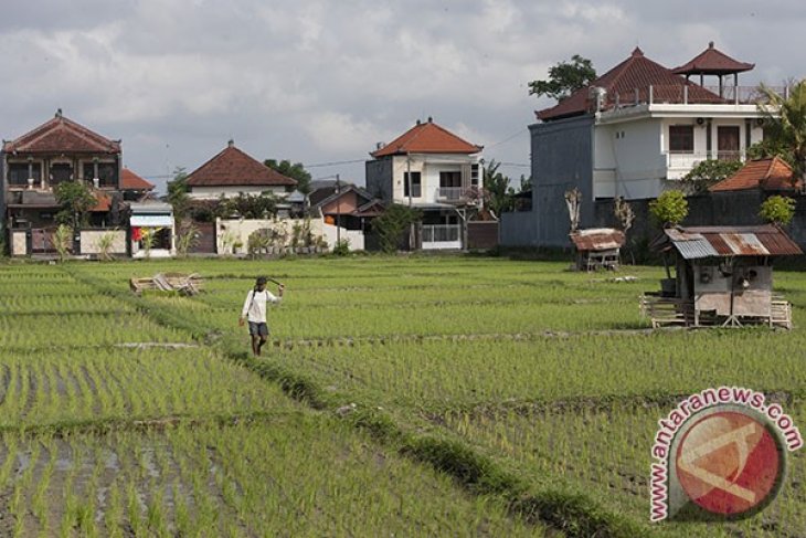 Produktifitas Sawah di Denpasar