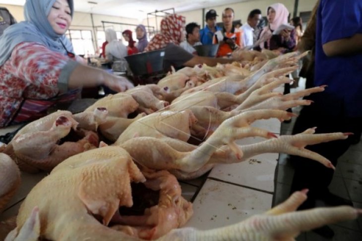 Harga ayam potong di Putussibau Rp45 ribu