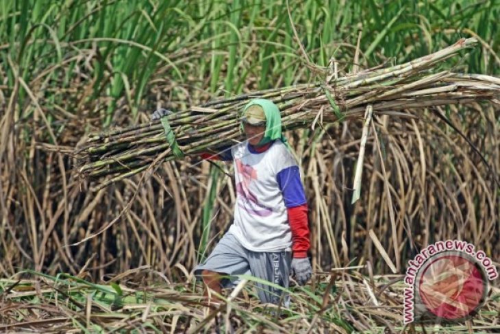 Ketika Petani Tebu Berterima Kasih Kepada Cak Imin