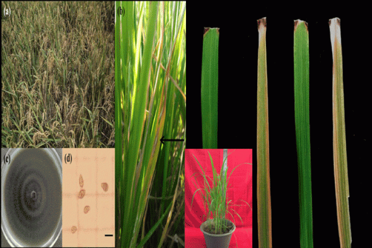 Peneliti IPB Kendalikan Penyakit Blas Daun Padi - ANTARA News Megapolitan