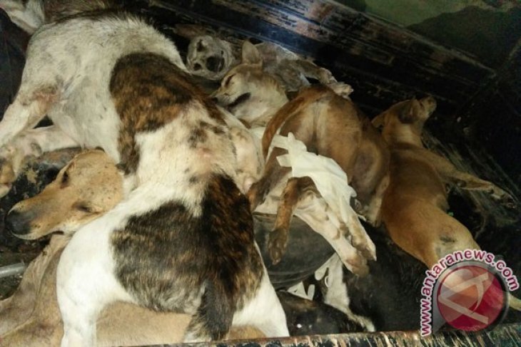 Mukomuko programkan pemusnahan anjing liar 2019