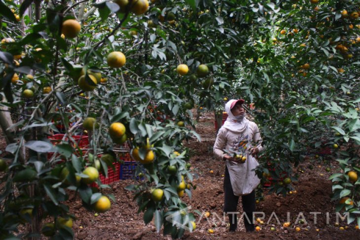 Kembangkan Potensi Ekspor Hortikultura