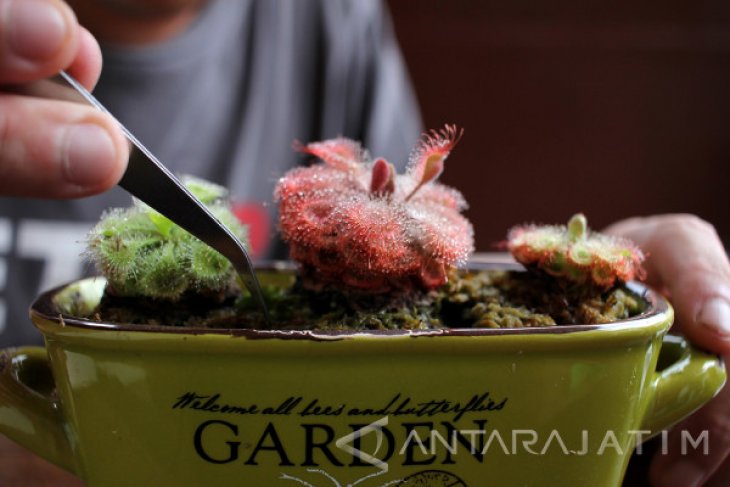 Budidaya Tanaman Karnivora