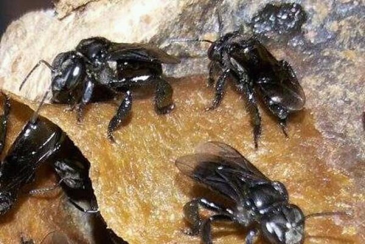 Budi Daya Lebah Trigona Membantu Pelestarian Hutan - ANTARA News Megapolitan