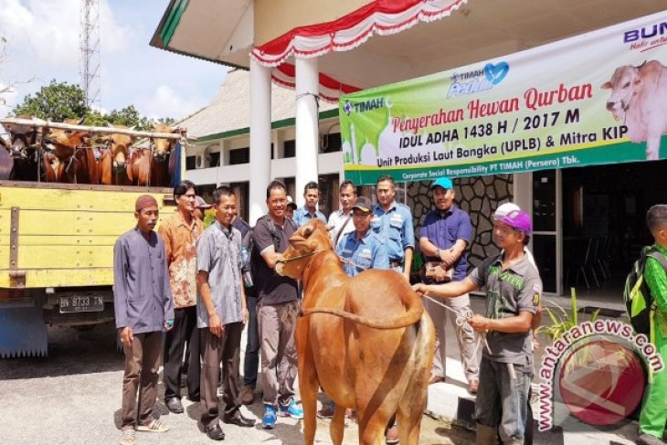 PT Timah Sebar 100 Ekor Sapi Kurban