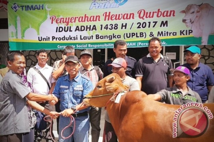 PT Timah Sebar 100 Ekor Sapi Kurban