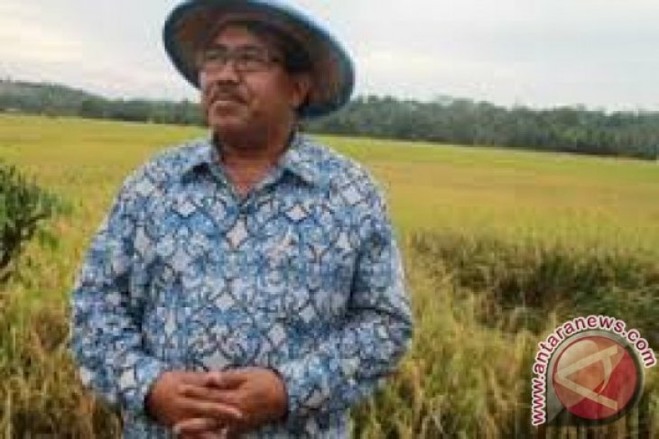 Produksi jagung Kaltim ditareget 78.868 ton