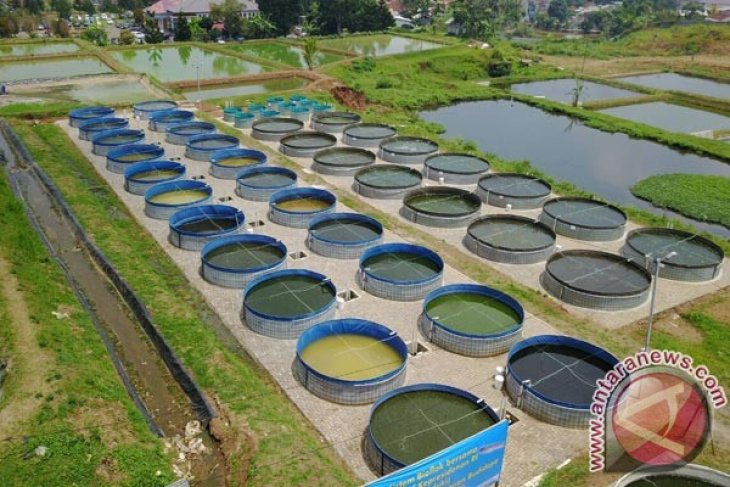 Ini Sasaran Program Bioflok KKP