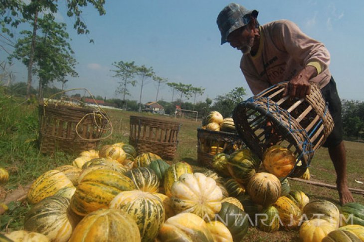 Panen Buah Blewah