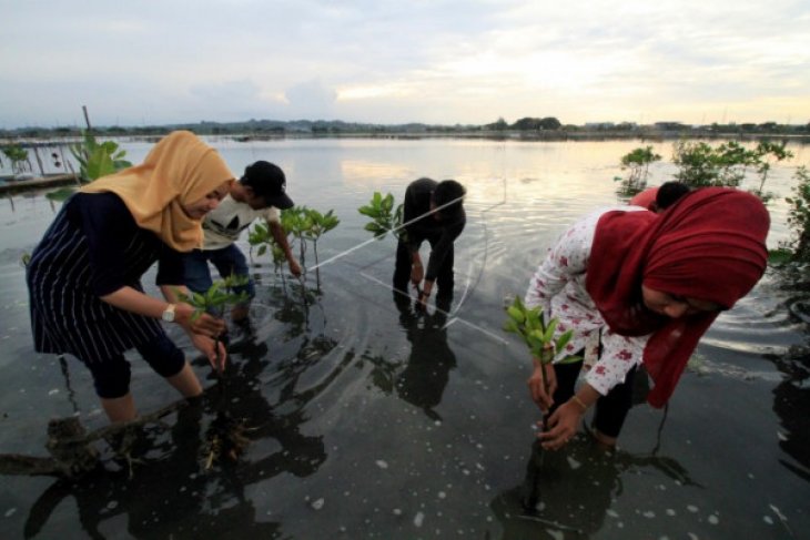 Pelestarian Ekosistem Mangrove