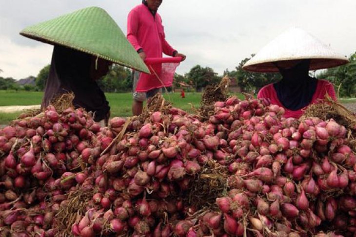 Empat kecamatan jadi lokasi pengembangan tanaman bawang