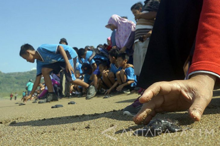 Pelepasan 1000 Tukik Pantai Taman Kili-Kili