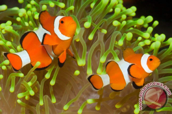 Ipb Teliti Cara Membuat Ikan Badut Betina Antara News Megapolitan