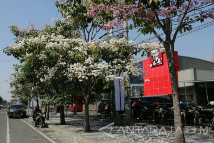  Bunga  Tebebuia Sakura  Mekar  di  Surabaya  ANTARA News Jawa 