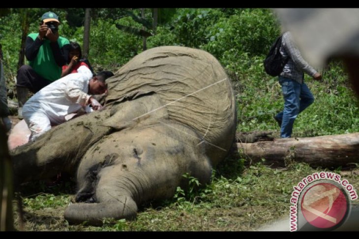 Pengambilan Sampel Gajah Mati