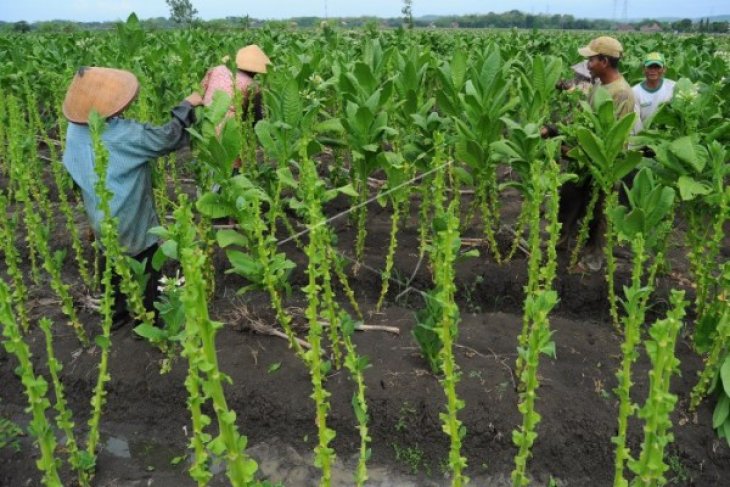 PETANI TEMBAKAU