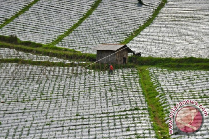 Realisasi Asuransi Petani