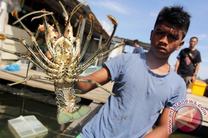 Lobster Pulau Simeulue