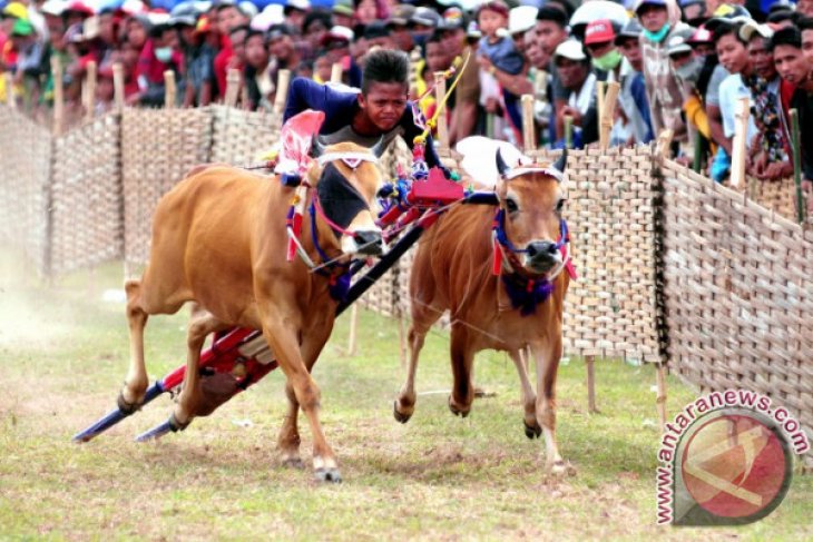 Seleksi Karapan Sapi Piala Presiden