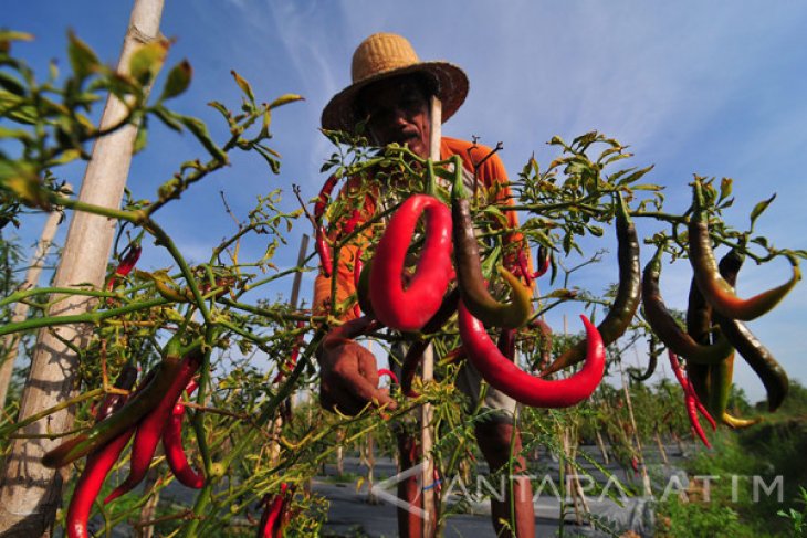 Harga Cabai Merah Anjlok