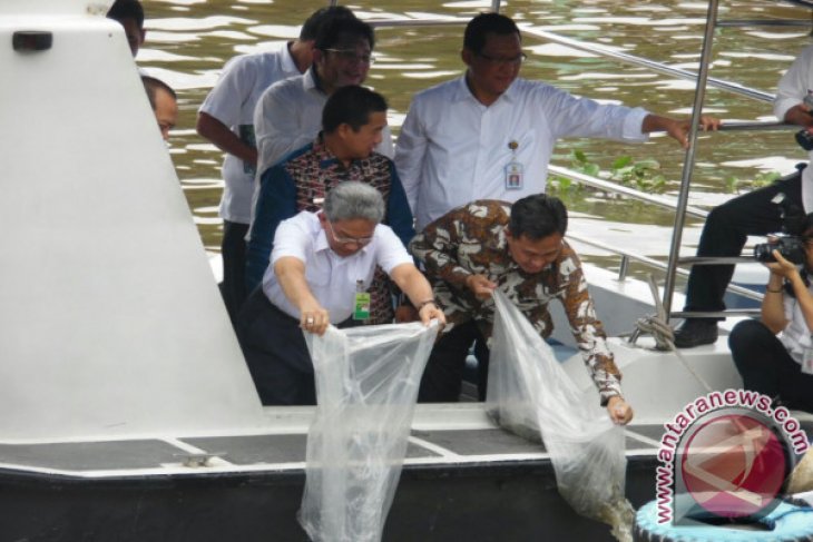 Tebar Bibit Ikan Patin