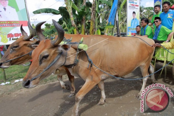 Bupati Gorontalo dan Deputi BKKBN Naik Roda Sapi
