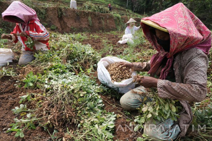 Kacang Tanah Lereng Gunung Wilis