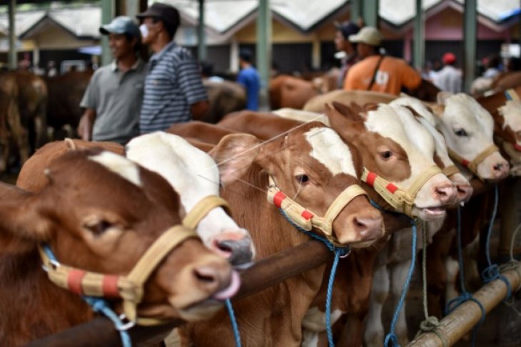 POPULASI SAPI NASIONAL