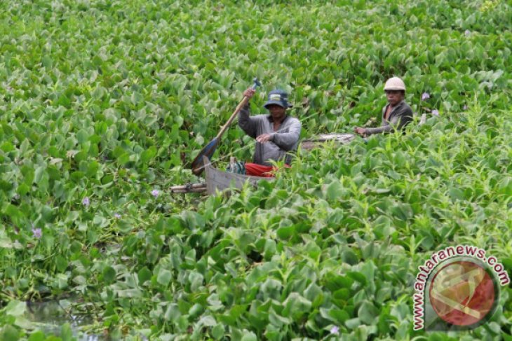 SELAMATKAN DANAU LIMBOTO DARI ECENG GONDOK