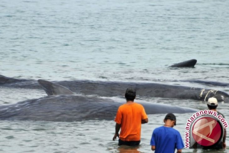 Paus Terdampar Mati di Aceh, Warga Sibuk
