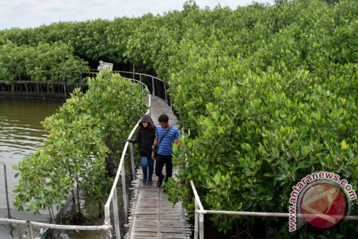 Mangrove forest circuit in Pariaman receives 18 thousand tourists