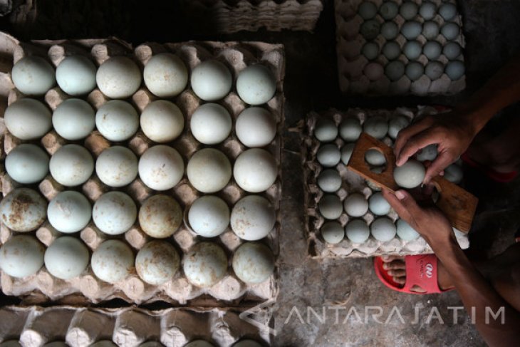 Produksi Telur Bebek