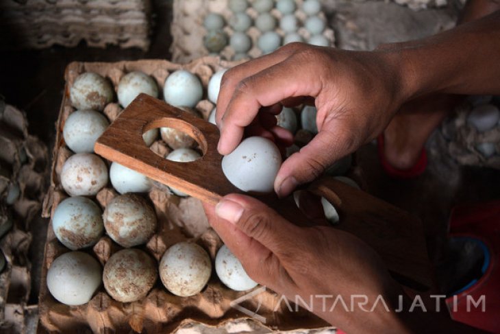 Produksi Telur Bebek