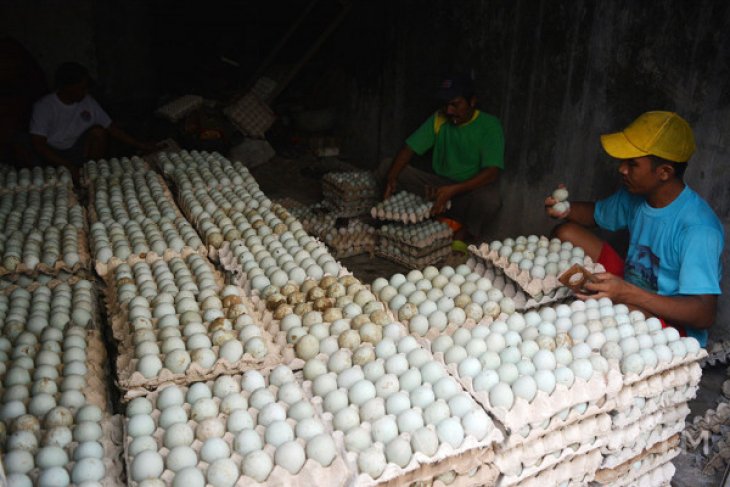 Produksi Telur Bebek