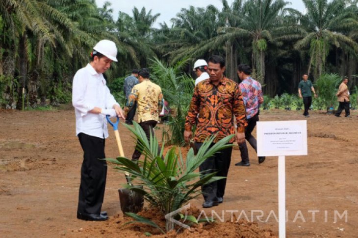 Jokowi Akui Kelapa Sawit Rakyat Indonesia Banyak "Renta" (Video ...