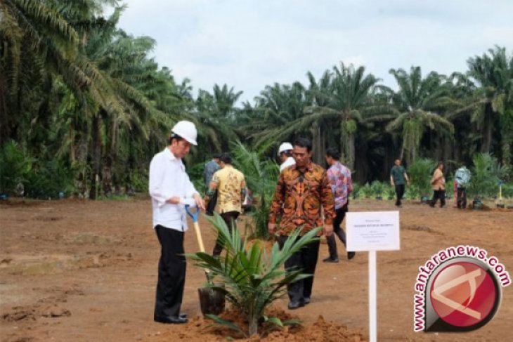 Presiden Akui Banyak Kelapa Sawit Indonesia Sudah Tua Renta Antara News Jambi