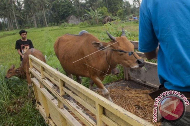 Pemkab Klungkung Tampung 157 Ternak Pengungsi