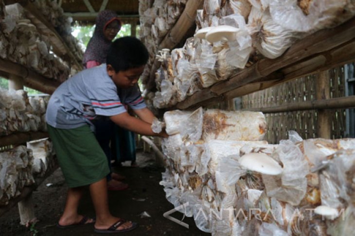 Jamur Tiram Putih Potensial Pendamping Asi Antara News Jawa Timur