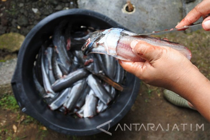 Industri Olahan Ikan Lele