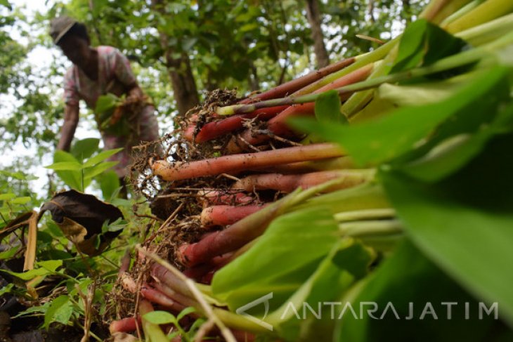 Panen Sayur Kunci