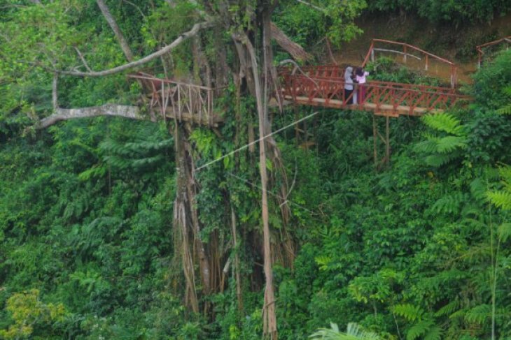 WISATA RUMAH POHON