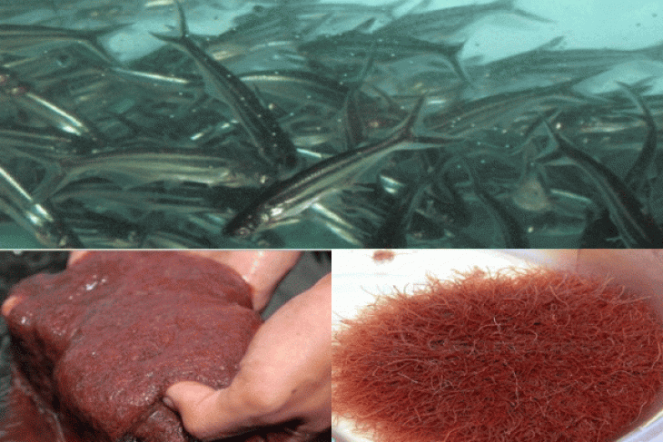 Peneliti IPB Kombinasikan Cacing Sutra (Tubifex) Dan Pakan Buatan Untuk Larva Ikan Patin