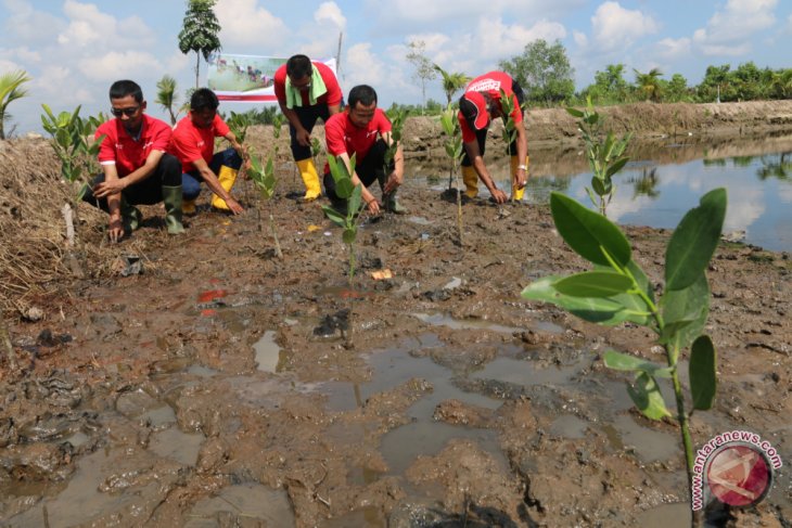 Pertamina tanam 10 ribu bibit pohon mangrove