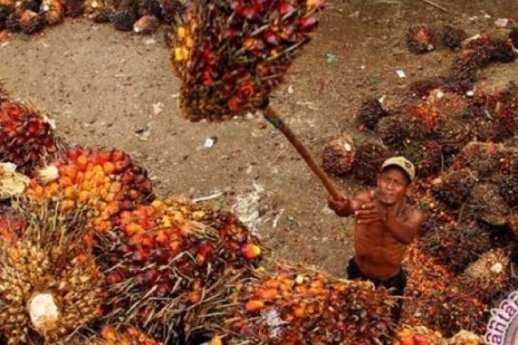 Harga CPO di Kallbar Semester I 2021 tetap tinggi meski pandemi