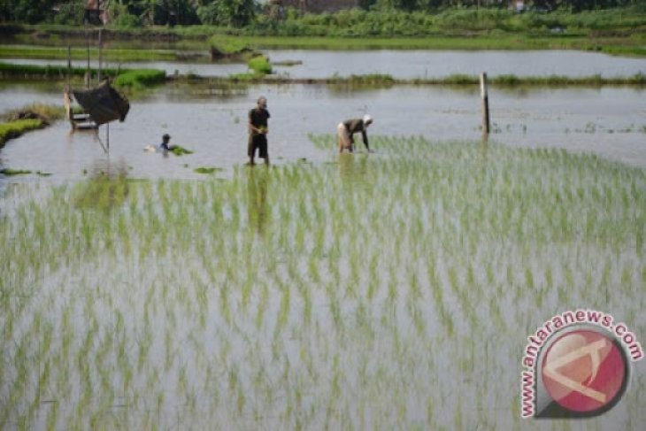 Petani Lebak Mulai Panen
